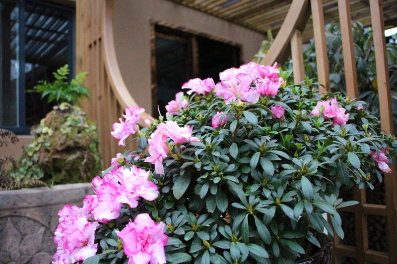 點擊新窗口打開大圖